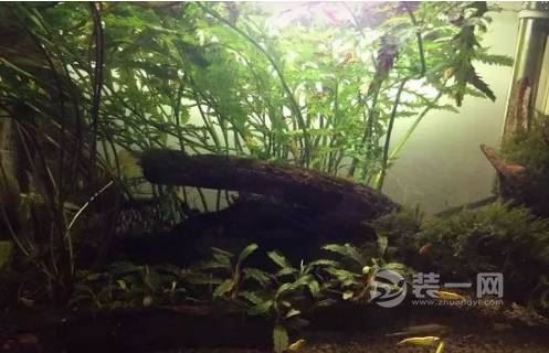总结阳台大奥鱼池和小花园需注意的事项