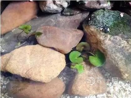 总结阳台大奥鱼池和小花园需注意的事项
