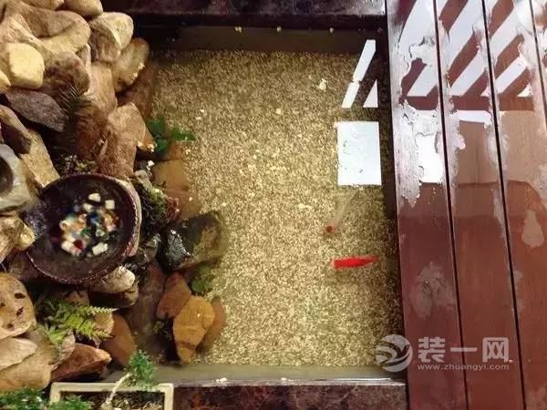 总结阳台大奥鱼池和小花园需注意的事项
